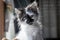 Closeup of an adorable and fluffy little kitten sitting on its bed