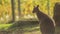 Closeup of an adorable fluffy wallaby on the grassy field in the park