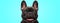 Closeup of an adorable french bulldog puppy dog looking very happy and eager