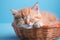 closeup adorable ginger little kitten sleeping on a wicker basket on a blue background