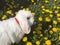 Closeup of an adorable Holland Lop in the fresh flowers and grass of the meadow