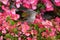 Closeup adorable house sparrow or passer domesticus from the side perched on pink flower blossoms of a bush