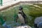 Closeup of an adorable Humboldt penguin near a pond in a zoo