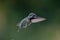 Closeup of an adorable hummingbird hovering in the air