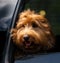 Closeup of an adorable labradoodle looking out of the car window