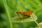 Closeup of adorable Large skipper butterfly on green plant leaves