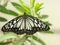 Closeup of adorable Large tree nymph butterfly on green plant leaves