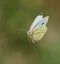 Closeup of adorable Large white butterfly in flight on blur green background