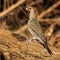 Closeup of adorable male Northern flicker perched on a tree branch in Dover, Tennessee