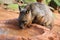 Closeup of an adorable marsupial wombat drinking water in a zoo