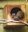 Closeup of adorable night monkeys resting in a wooden nest on a wall in a zoo