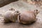 Closeup of adorable Prairie dogs on a stone surface