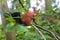 Closeup of an adorable red squirrel, sciurus vulgaris rodent sitting on a tree branch in a forest