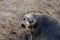 Closeup of an adorable seal looking to the camera