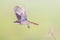 Closeup of an adorable shrike bird flying over the field