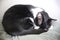 Closeup of an adorable sleeping black and white cat, indoors