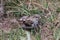 Closeup of adorable sparrow on the ground