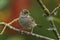 Closeup of an adorable sparrow perching on a tree branch