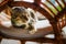 Closeup of adorable striped gray cat on chair