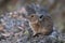 Closeup of an adorable tiny American pika on a stone surface in a park