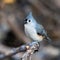 Closeup of adorable Tufted Titmouse with open beak perched on a tree branch in Dover, Tennessee