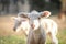 Closeup of an adorable white lamb in a field on a sunny day