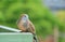 Closeup an Adorable Wild Zebra Dove with Blurry Green Foliage in the Backdrop