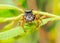 Closeup of an adorably cute male Phidippus mystaceus jumping spider,