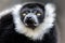 Closeup of an adult black and white ruffed lemur, varecia variegata. This critically endangered species is indigenous to the