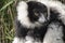 Closeup of an adult black and white ruffed lemur, varecia variegata. This critically endangered species is indigenous to the