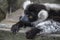 Closeup of an adult black and white ruffed lemur, varecia variegata. This critically endangered species is indigenous to the