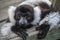 Closeup of an adult black and white ruffed lemur, varecia variegata. This critically endangered species is indigenous to the