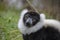 Closeup of an adult black and white ruffed lemur, varecia variegata. This critically endangered species is indigenous to the