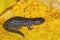 Closeup on an adult Blue spotted mole salamander , Ambystoma laterale on a yellow leaf