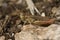 Closeup on an adult brown colored European rufous grasshopper, Gomphocerippus rufus