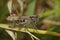 Closeup on an adult brown colored European rufous grasshopper, Gomphocerippus rufus