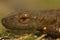 Closeup of an adult of the Chinese warty newt, Paramesotriton chinensis