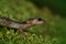 Closeup of an adult Clouded salamander, Aneides vagrans on the forrest floor in North California