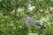 Closeup on an adult common wood pigeon Columba palumbus sitting on a green shrub in the golden hour