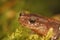 Closeup on an adult Eastern red-backed salamander, Plethodon cinereus