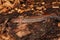 Closeup on an adult Eastern red-backed salamander, Plethodon cinereus on the forest floor