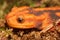 Closeup on an adult endangered, colorful orange Asian Mandarine newt , Tylototriton shanjing