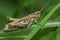 Closeup on an adult European Bow-winged grasshopper, Chorthippus biguttulus group