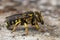 Closeup on an adult female Florentine Woolcarder Bee, Anthidium florentinum , posing on a piece of wood