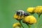 Closeup on an adult female Grey-backed mining bee, Andrena vaga, emerging to soon in the fall due to the climatchange