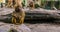 Closeup of a adult female hamadryas baboon sitting on a rock, popular zoo animals