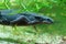 Closeup on an adult female Japanese fire-belied newt, Cynops pyrrhogaster swimming