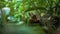 Closeup of adult frog rest on edge of pond with green vegetable leaves at Taiwan