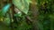 Closeup of adult frog rest on edge of pond with green vegetable leaves at Taiwan