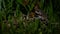 Closeup of adult frog rest on the grass at mountain forest of Taiwan